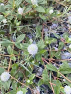 Gomphrena yabani ot çiçeği doğada