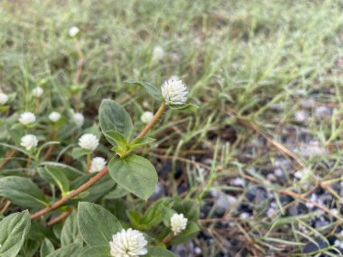 Gomphrena yabani ot çiçeği doğada