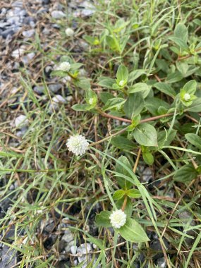 Gomphrena yabani ot çiçeği doğada