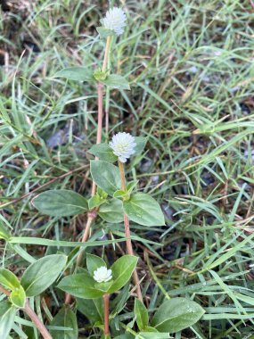 Gomphrena yabani ot çiçeği doğada