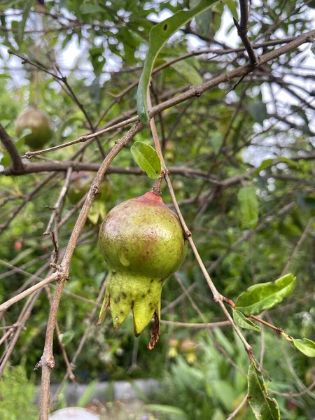 Punica Granatum Frucht Naturgarten — Stockfoto