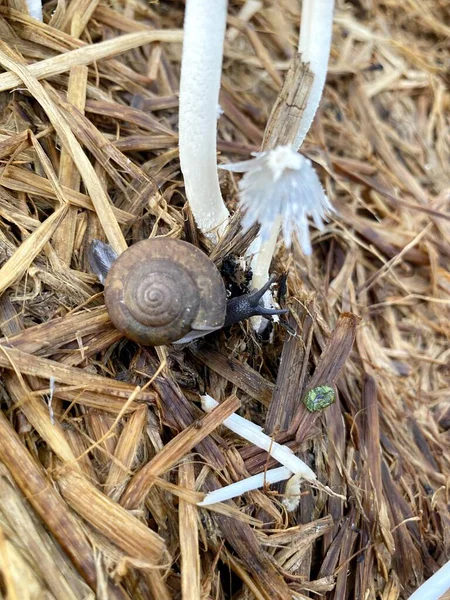 Snail Crawling Straw — Stock fotografie