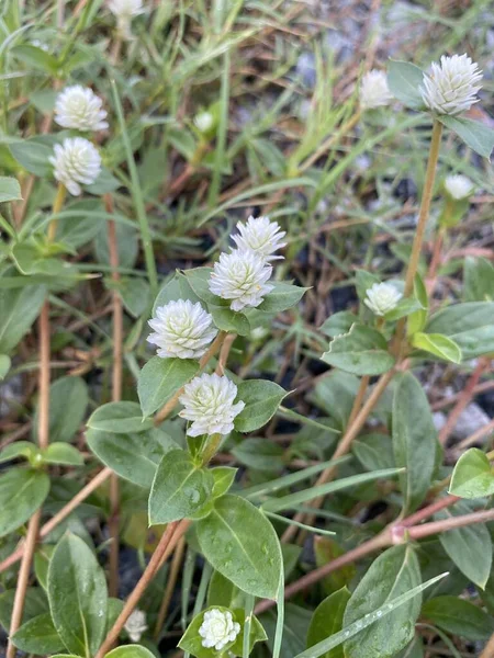 Gomphrena Weed Flower Nature Garen — Fotografia de Stock