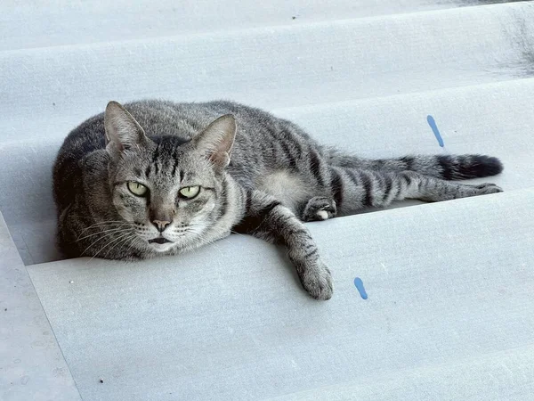 Bonito Tabby Gato Telhado — Fotografia de Stock