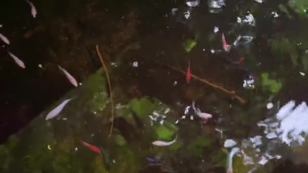 Рыба Загородной Ферме Таиланде — стоковое видео