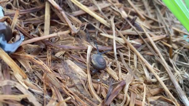 Close Snail Crawling Straw — Stockvideo