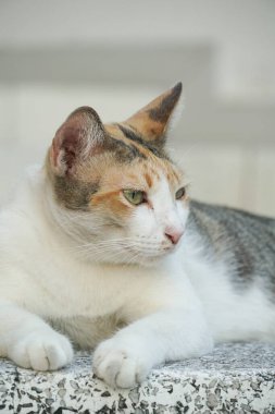 Masada sevimli tekir kedi