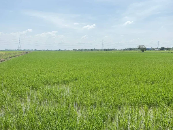 Campo Arroz País Tailandia —  Fotos de Stock