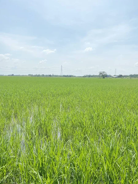 Rizs Mező Országban Thaiföld — Stock Fotó