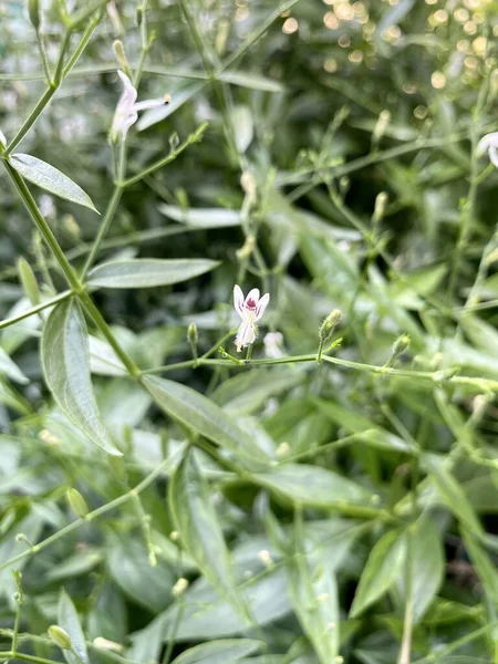 Andrographis Paniculata Kwiat Ogrodzie Przyrody — Zdjęcie stockowe