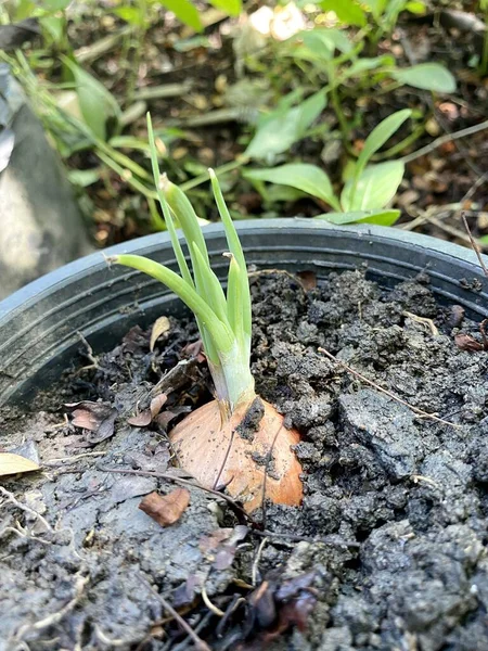 Zwiebelpflanze Naturgarten — Stockfoto