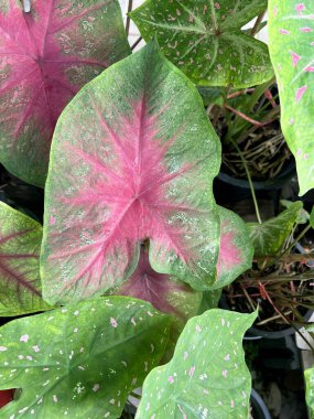 Caladium bicolor bitkisi doğa bahçesinde