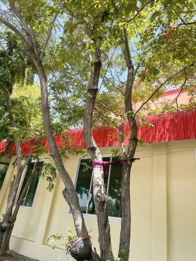 Home and tree in country Thailand