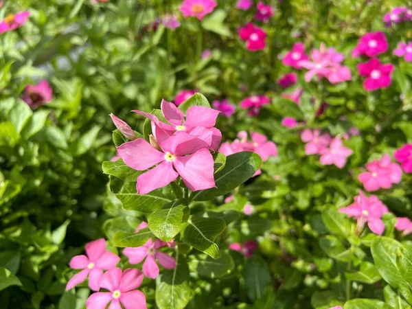Rosa Catharanthus Roseus Flor Jardim Natureza — Fotografia de Stock
