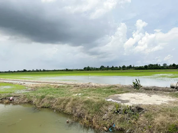 Rice Field Country Chachoengsao Thailand — Stock Photo, Image