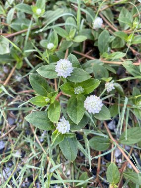 Gomphrena yabani ot çiçeği doğada