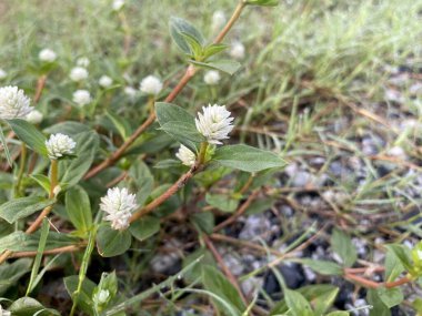 Gomphrena yabani ot çiçeği doğada