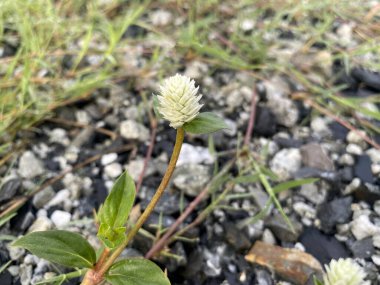 Gomphrena yabani ot çiçeği doğada