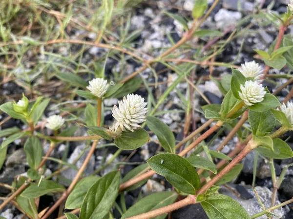 Gomphrena Gyomnövény Virág Természetben Garen — Stock Fotó