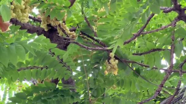 Плоды Крыжовника Ветке Дерева — стоковое видео