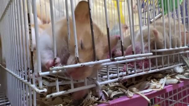 Close Cute Domestic Rat Eats Cage — Stok video