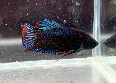 Akvaryumdaki güzel renkli bez balığı.