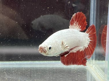 Akvaryumdaki güzel renkli bez balığı.