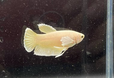betta fish in aquarium, closeup