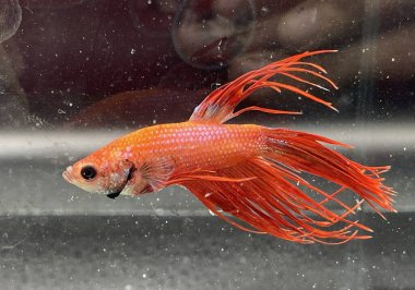 beautiful red and white betta fish