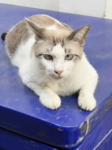 Retrato Gato Bonito — Fotografia de Stock