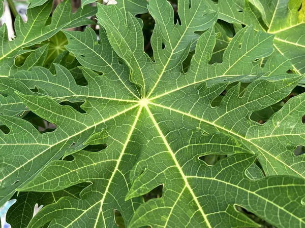 papaya leaves in nature garden