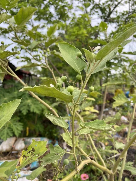 Common Asiatic Weed Fruit Nature Garden — Stockfoto