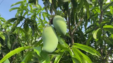 yeşil mango doğa bahçesinde
