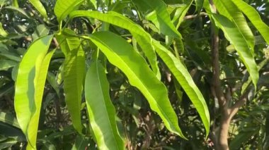 Doğa bahçesinde mango yaprağı