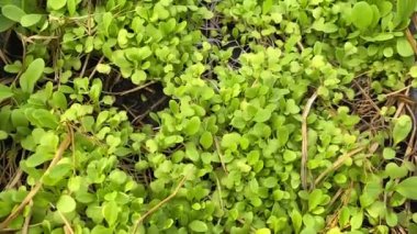 Doğa bahçesinde Çin lahanası