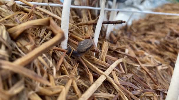 Snail Crawling Straw — Stok video