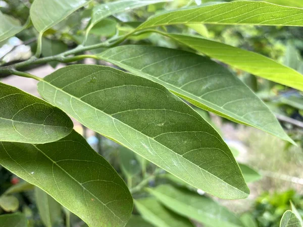 Свежие Зеленые Листья Annona Squamosa Саду Природы — стоковое фото