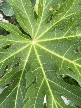 Papaya yaprakları doğa bahçesinde