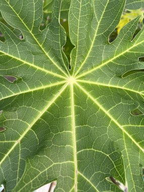 Papaya yaprakları doğa bahçesinde