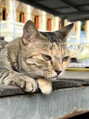 Şirin tekir kedi yerde.