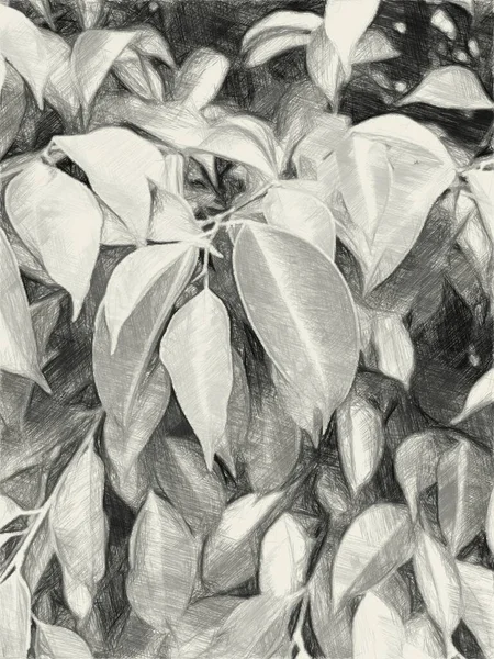 black and white of leaf plant background