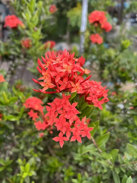 Červená Ixora Květina Zahradě Přírody — Stock fotografie