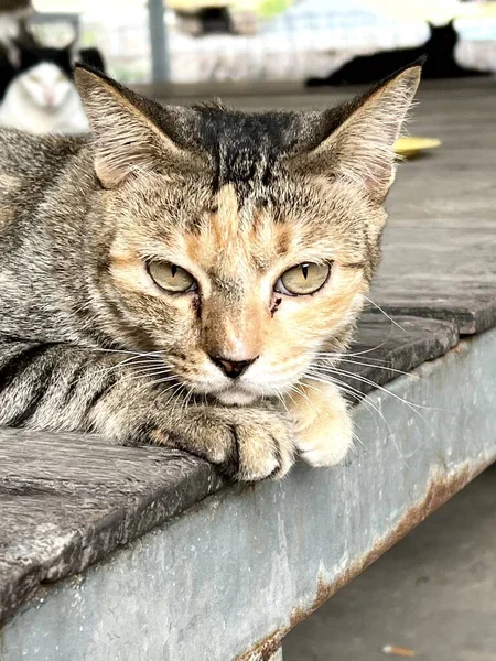 Şirin Tekir Kedi Yerde — Stok fotoğraf