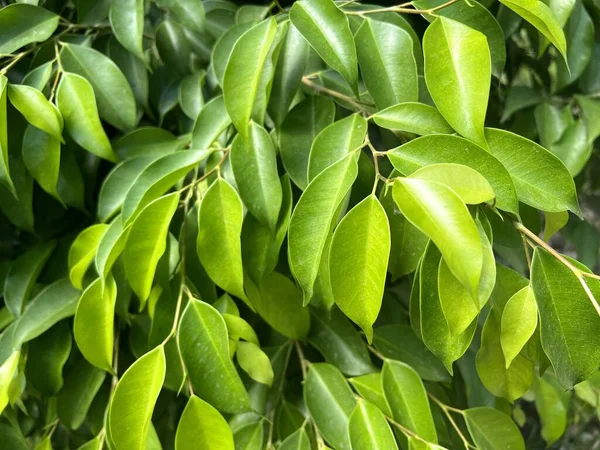 Green Banyan Leaf Nature Garden — Stockfoto