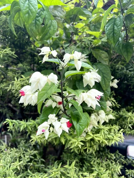 Clerodendrum Thomsoniae Flower Nature Garden — стоковое фото
