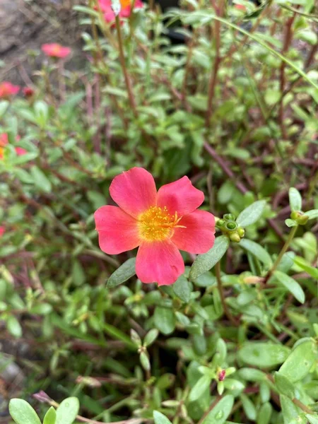 Pink Purslane Blomma Naturen Trädgård — Stockfoto
