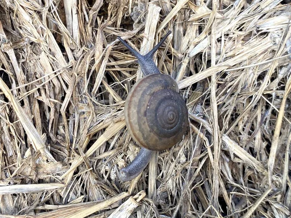 Gros Plan Escargot — Photo