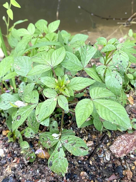 Zielone Kiełki Phyllanthus Ziemi — Zdjęcie stockowe