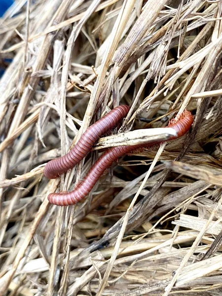 Millipede บนหญ าแห — ภาพถ่ายสต็อก