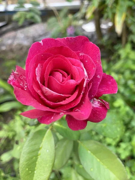 Rosa Hermosa Jardín — Foto de Stock